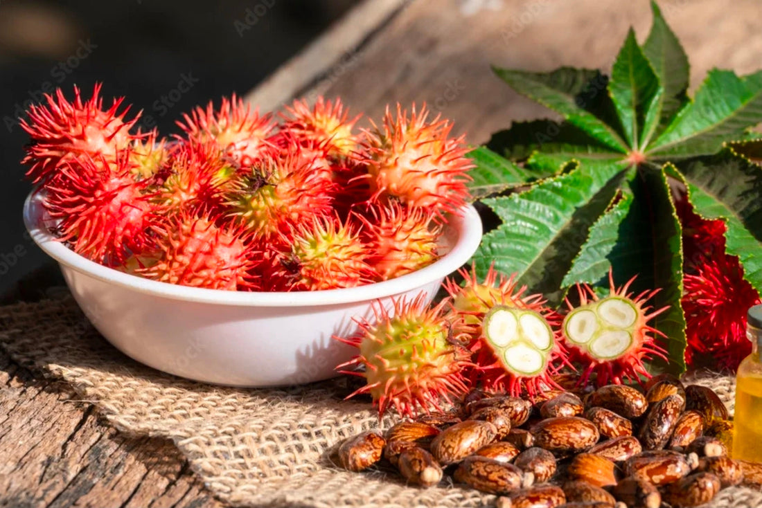 Castor Oil: Ancient Healer, Modern Magic & Why It's in Almost Everything We Make