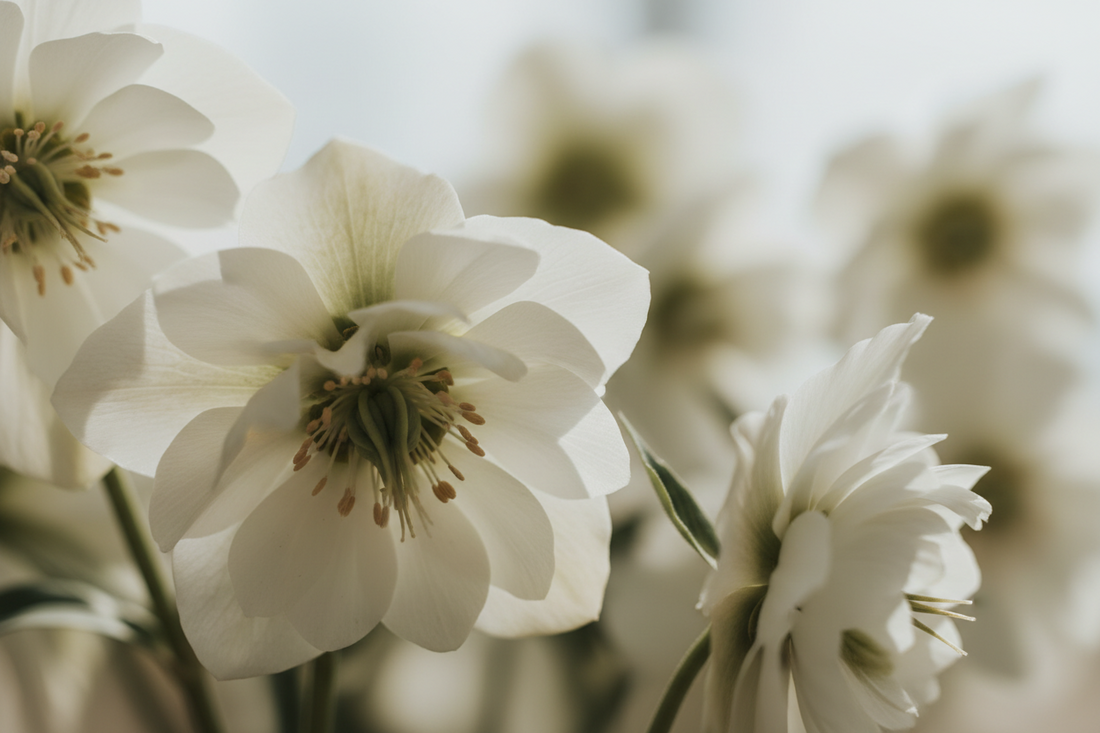 Spring Awakening: Natural Ways to Gently Revive a Sluggish System