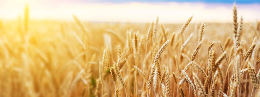 The Grain Rabbit Hole: Your Gut Is Talking and Your Skin Is Listening